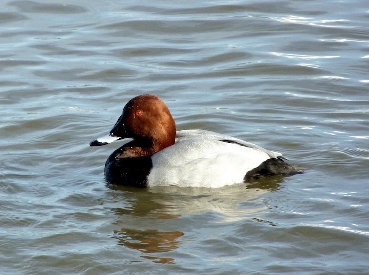 pochard